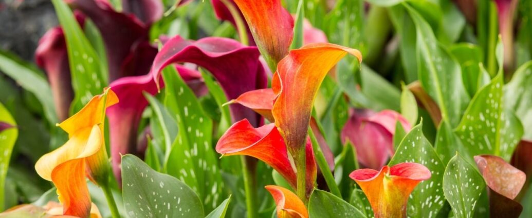 Cantedeskia obsypana kwiatami