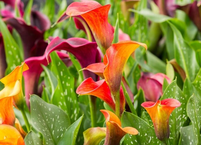 Cantedeskia obsypana kwiatami