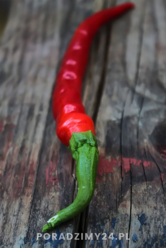 Papryczka chili swoją ostrość zawdzięcza kapsaicynie