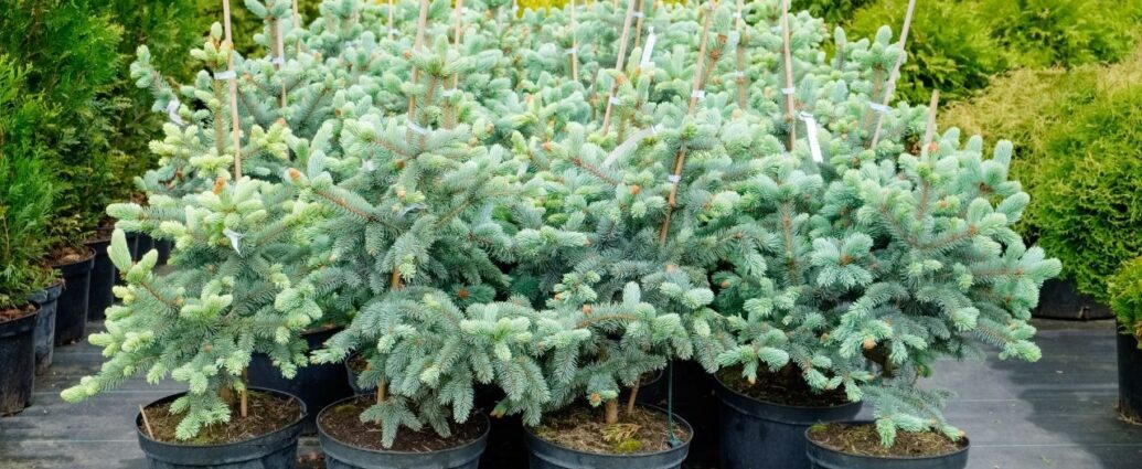 Choinki w doniczkach - srebrne świerki