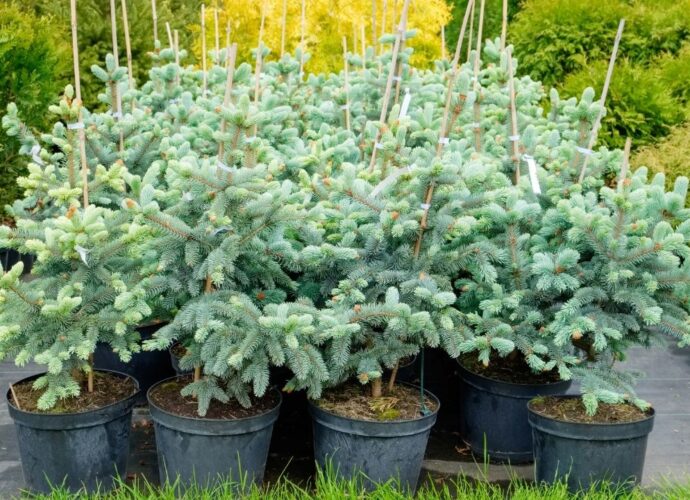 Choinki w doniczkach - srebrne świerki