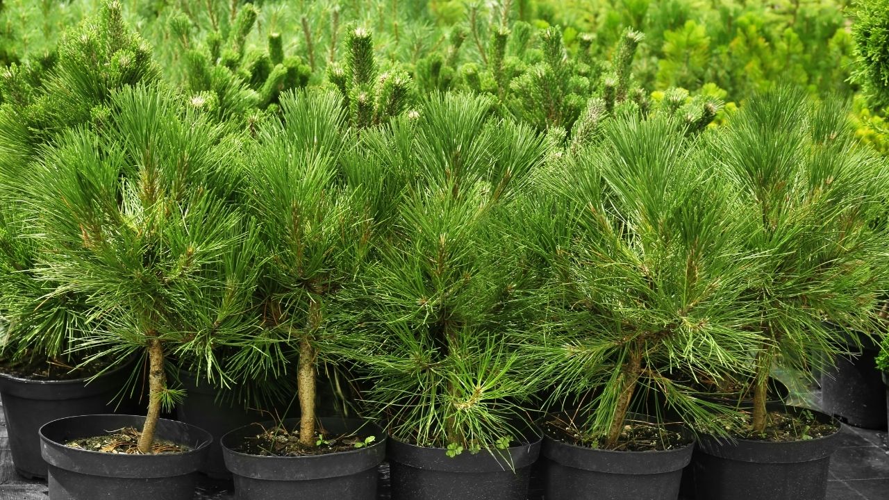 Choinki w doniczkach - sosny