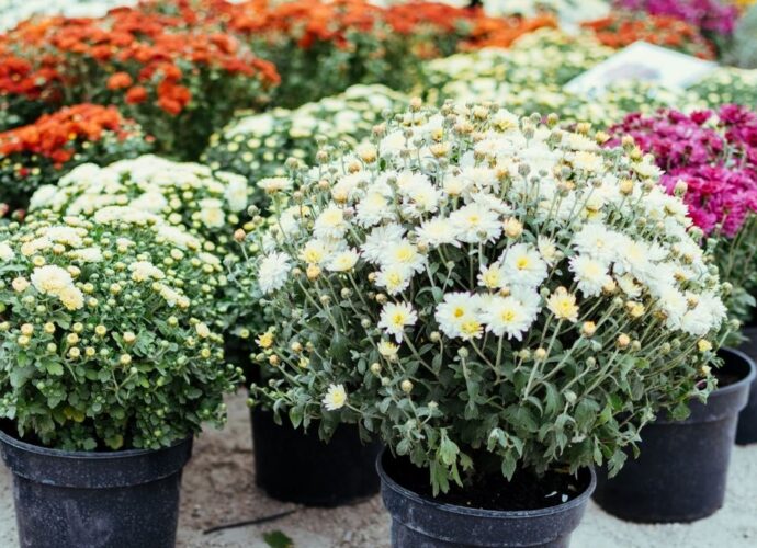 Chryzantemy w doniczkach, które możemy z powodzeniem przezimować