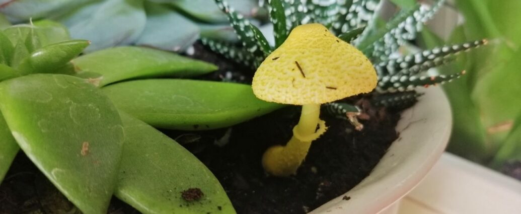 Czubnik cytrynowy w doniczce z sukulentami