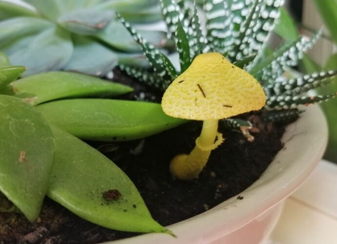 Czubnik cytrynowy w doniczce z sukulentami