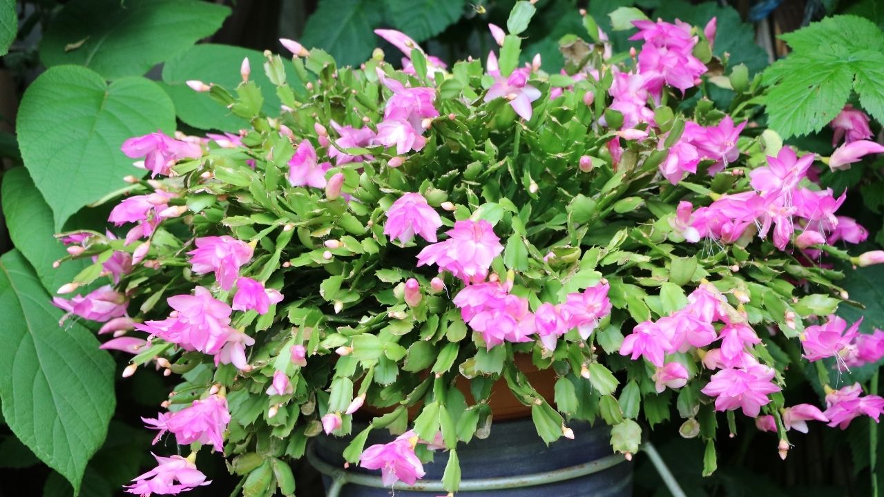 Grudnik kwitnący na różowo