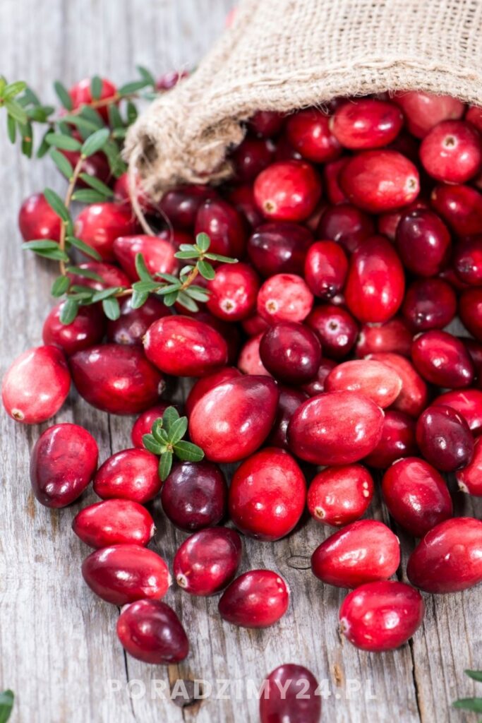 Jak wykorzystać świeżą żurawinę?