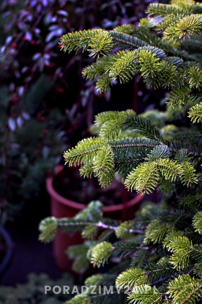 Choinka w doniczce - jodła kaukaska
