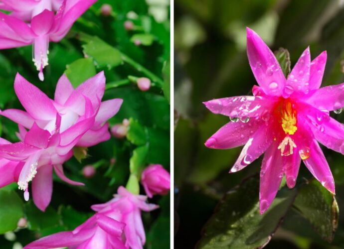 Grudnik i kaktus wielkanocny