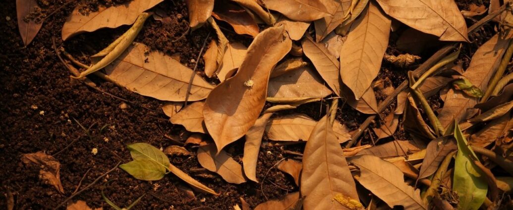 Kompostowanie liści w ogrodzie