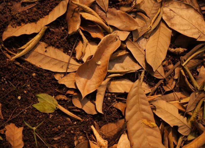 Kompostowanie liści w ogrodzie