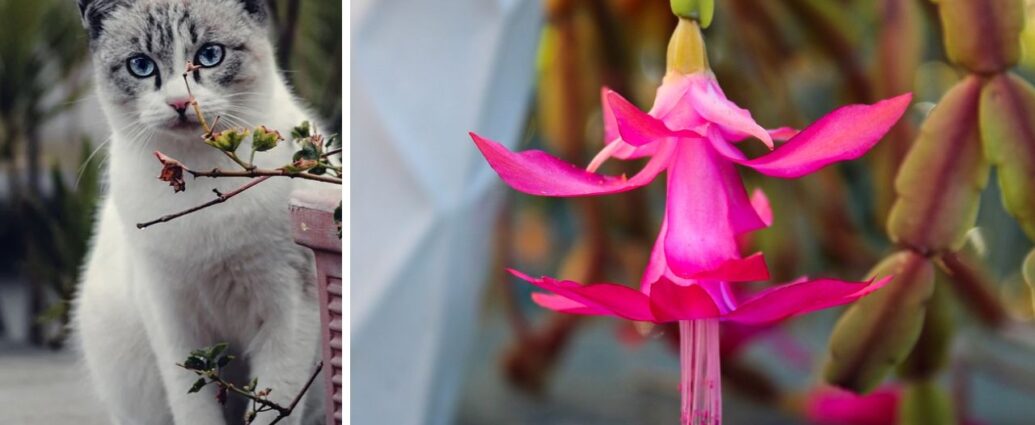 Czy kaktus Bożego Narodzenia jest trujący dla kotów?