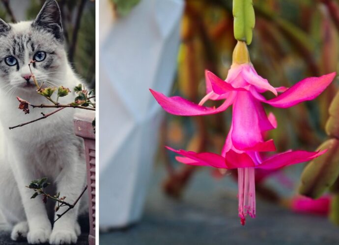 Czy kaktus Bożego Narodzenia jest trujący dla kotów?