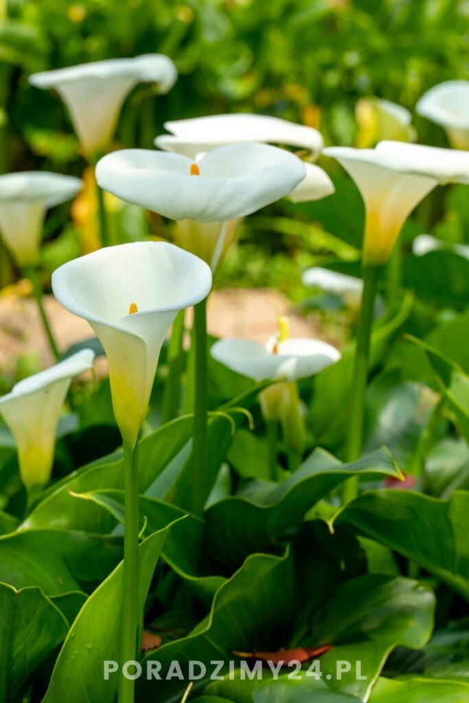 Kalie kwitnące na biało