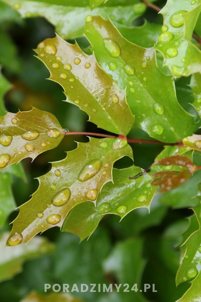 Mahonia - może z powodzeniem zastąpić ostrokrzew w świątecznych dekoracjach