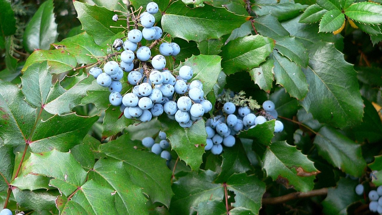 Mahonia - piękny zimozielony krzew o granatowych owocach
