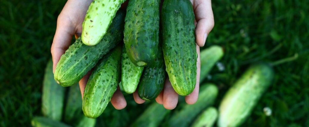 Świeżo zebrane ogórki gruntowe