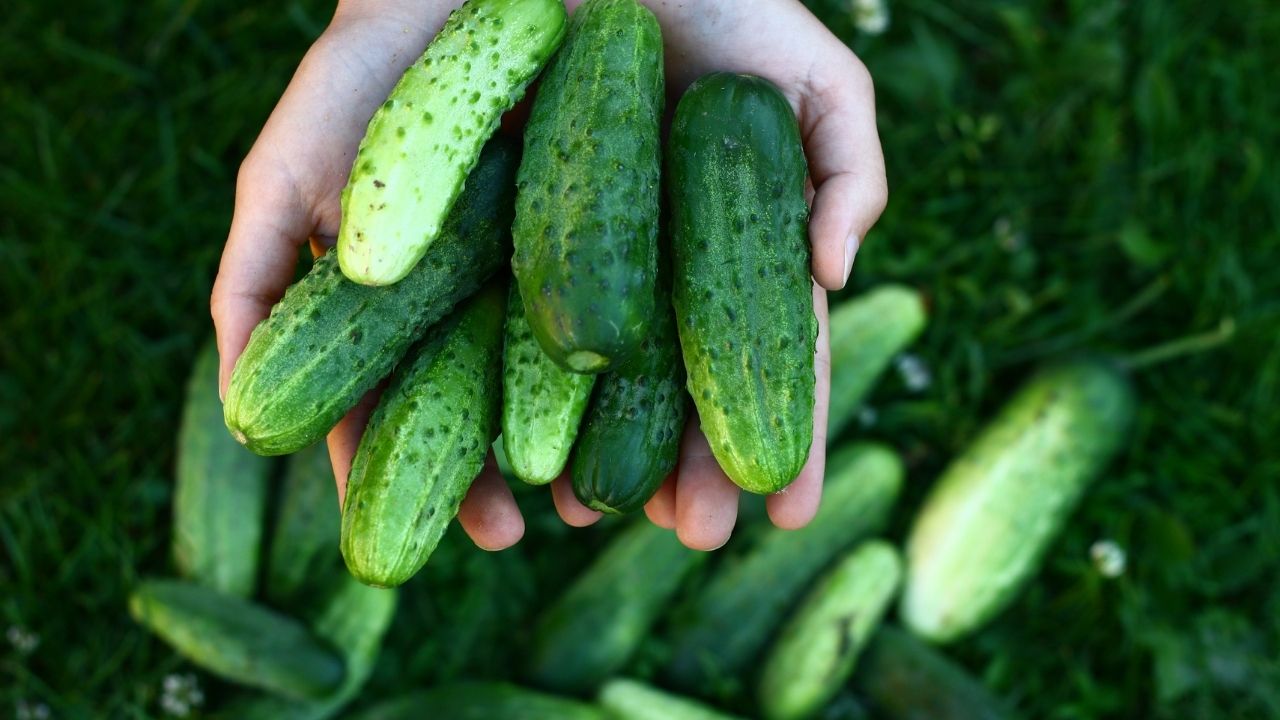 Świeżo zebrane ogórki gruntowe