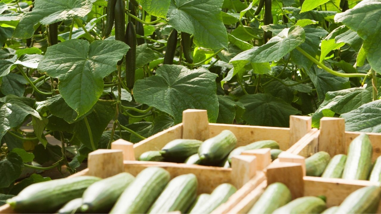 Uprawa ogórków w szklarni