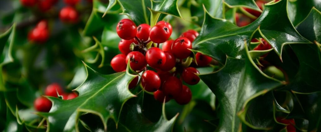 Ostrokrzew - symbol anglosaskiego Bożego Narodzenia