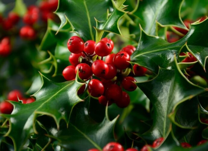 Ostrokrzew - symbol anglosaskiego Bożego Narodzenia