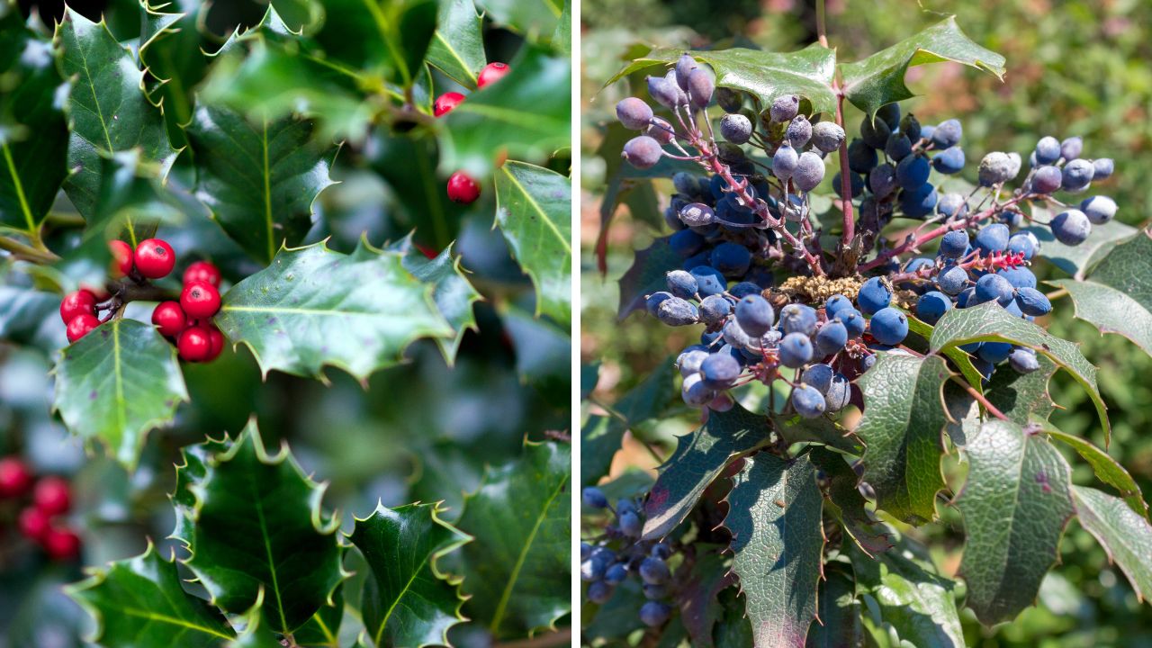 Ostrokrzew i mahonia - zimozielone krzewy idealne do świątecznych dekoracji