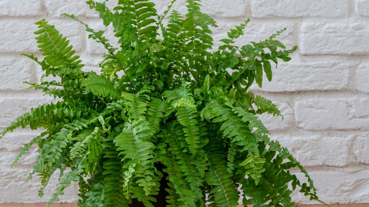 Paproć dobrze sprawdzi się w łazience