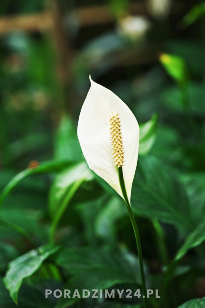 Skrzydłokwiat nie tylko oczyszcza powietrze, ale także dobrze rośnie w cieniu