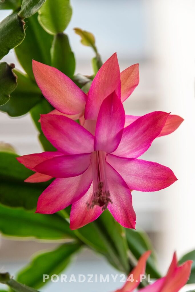 Kwiat szlumbergery w zbliżeniu