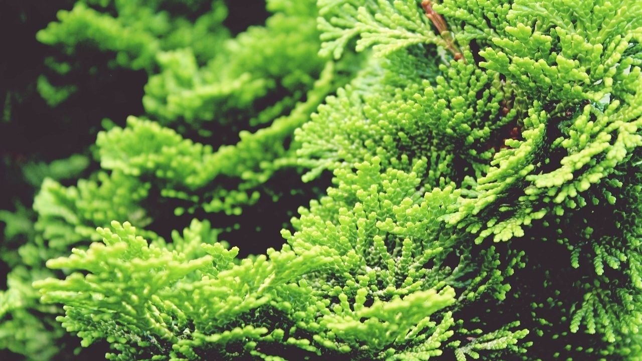 Zielone gałązki cyprysa, który może zastąpić tradycyjną choinkę