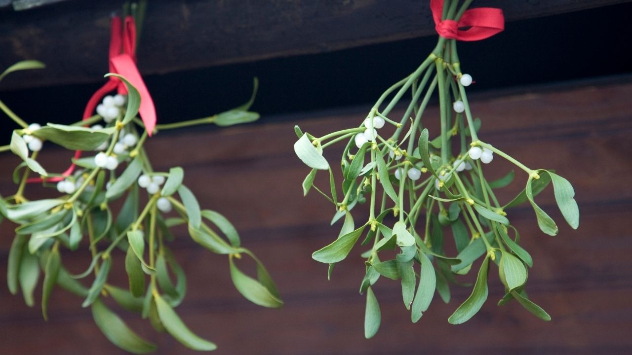 Świąteczne dekoracje z jemioły mają zapewnić szczęście i pomyślność 