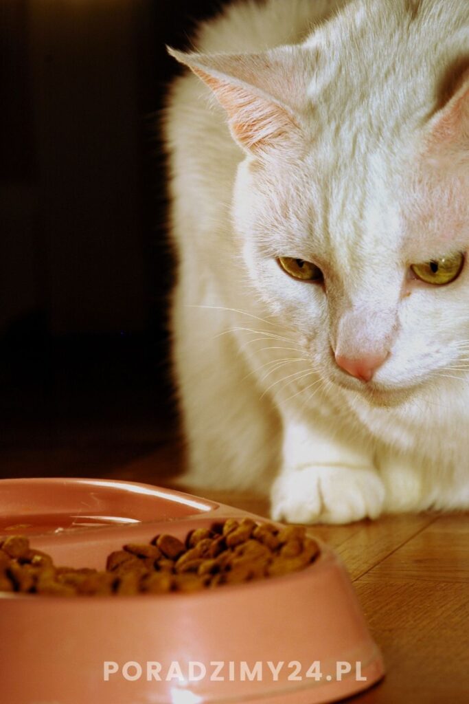 Kot przy misce ze specjalną karmą dla kota