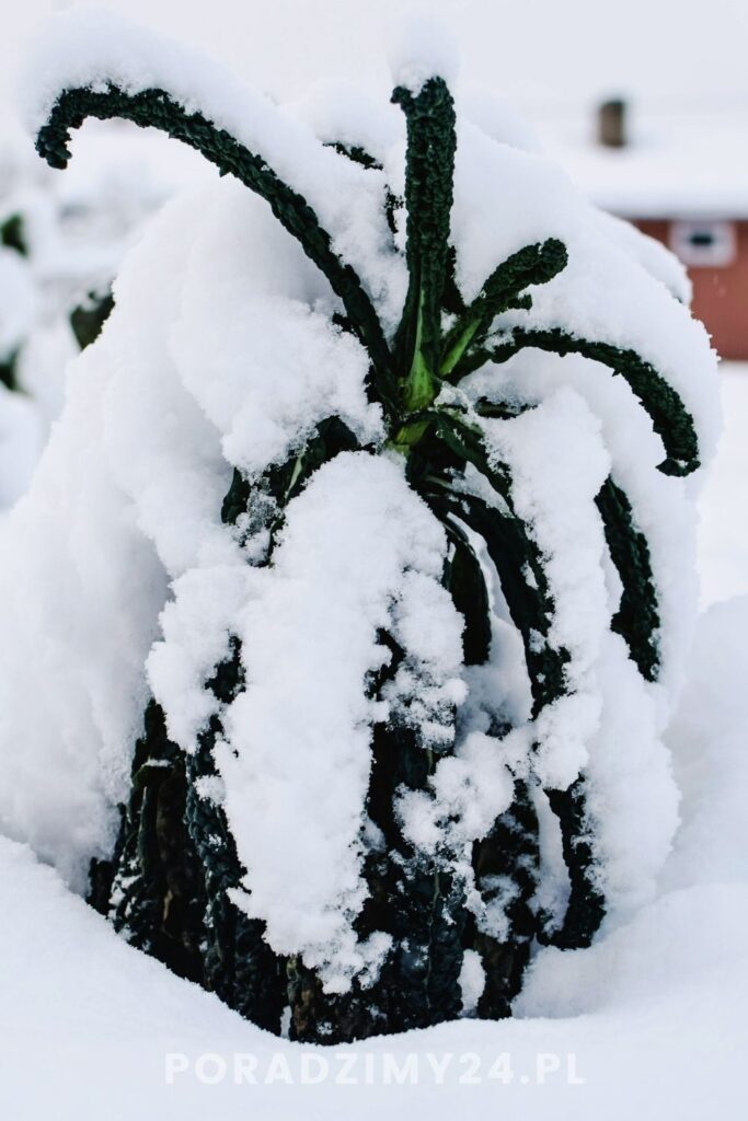 Jarmuż pod śniegiem