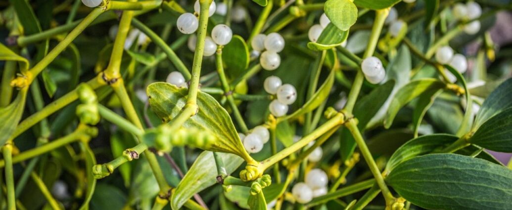 Jemioła to jeden z symboli Bożego Narodzenia