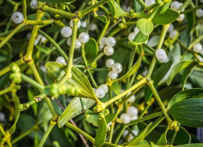 Jemioła to jeden z symboli Bożego Narodzenia