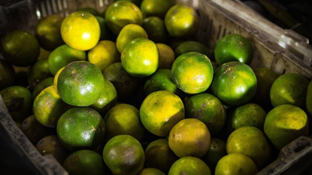 Niedojrzałe owoce kalamansi