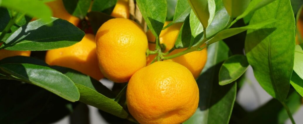 Kalamondyna - azjatycki cytrus niezwykle popularny na Filipinach