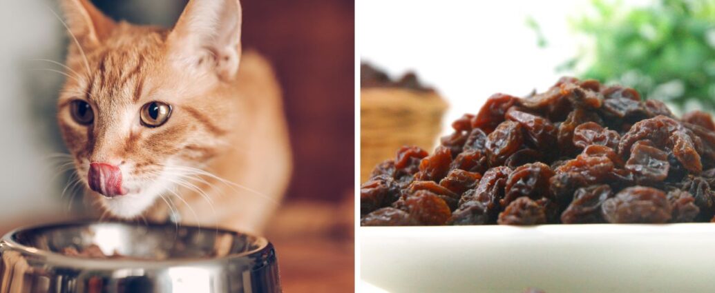 Czy koty mogą jeść rodzynki?