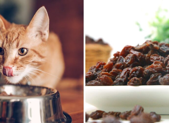Czy koty mogą jeść rodzynki?