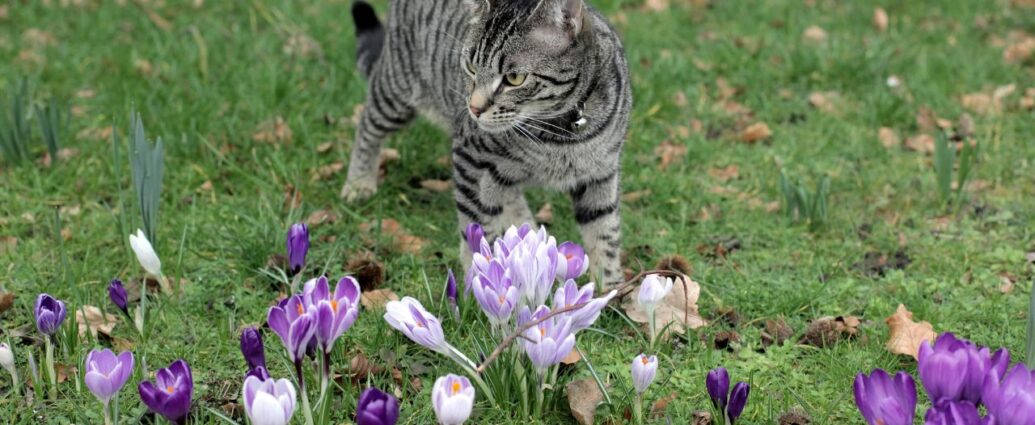 Kot na trawniku wśród kwitnących krokusów