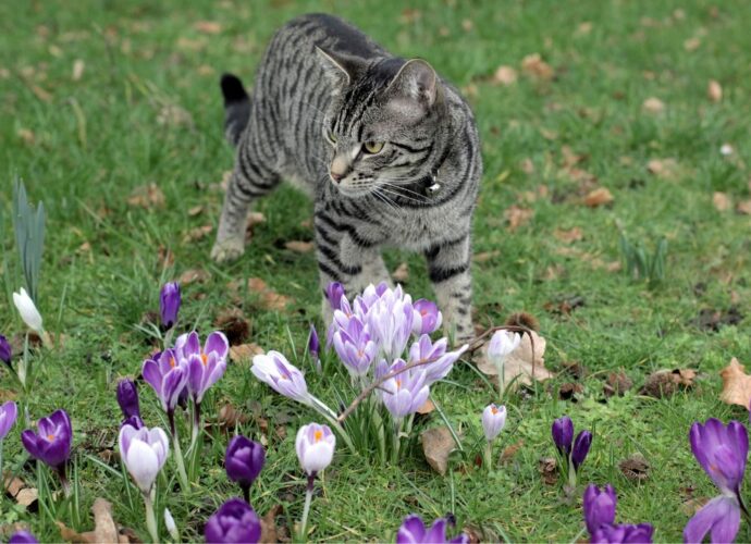 Kot na trawniku wśród kwitnących krokusów