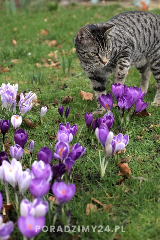 Kot wśród kwitnących krokusów