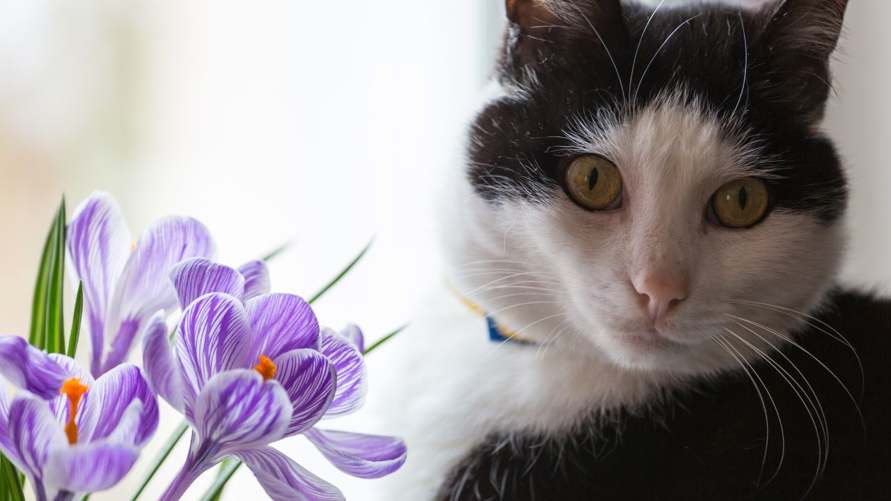 Kot obok doniczki z kwitnącymi krokusami