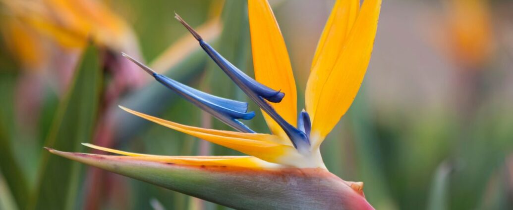 Kwitnąca strelicja - wymaga nawożenia, aby wypuściła kwiaty