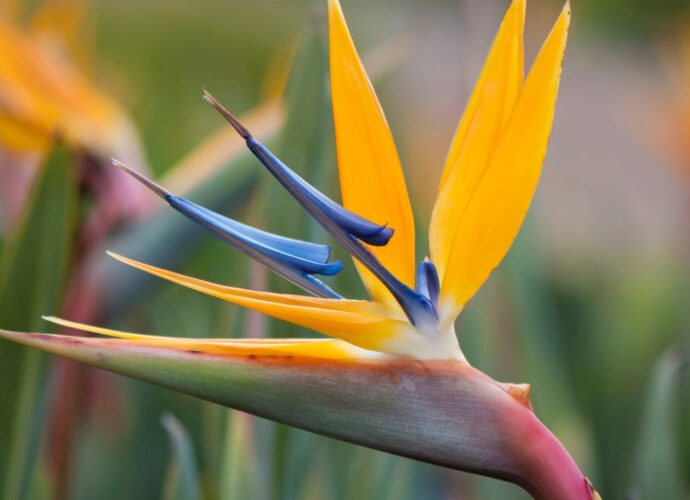 Kwitnąca strelicja - wymaga nawożenia, aby wypuściła kwiaty