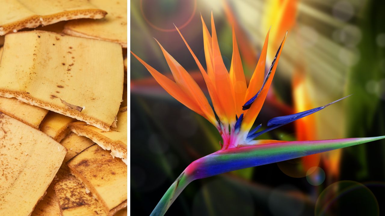 Skórki z bananów to idealny składnik do przygotowania domowego nawozu do strelicji