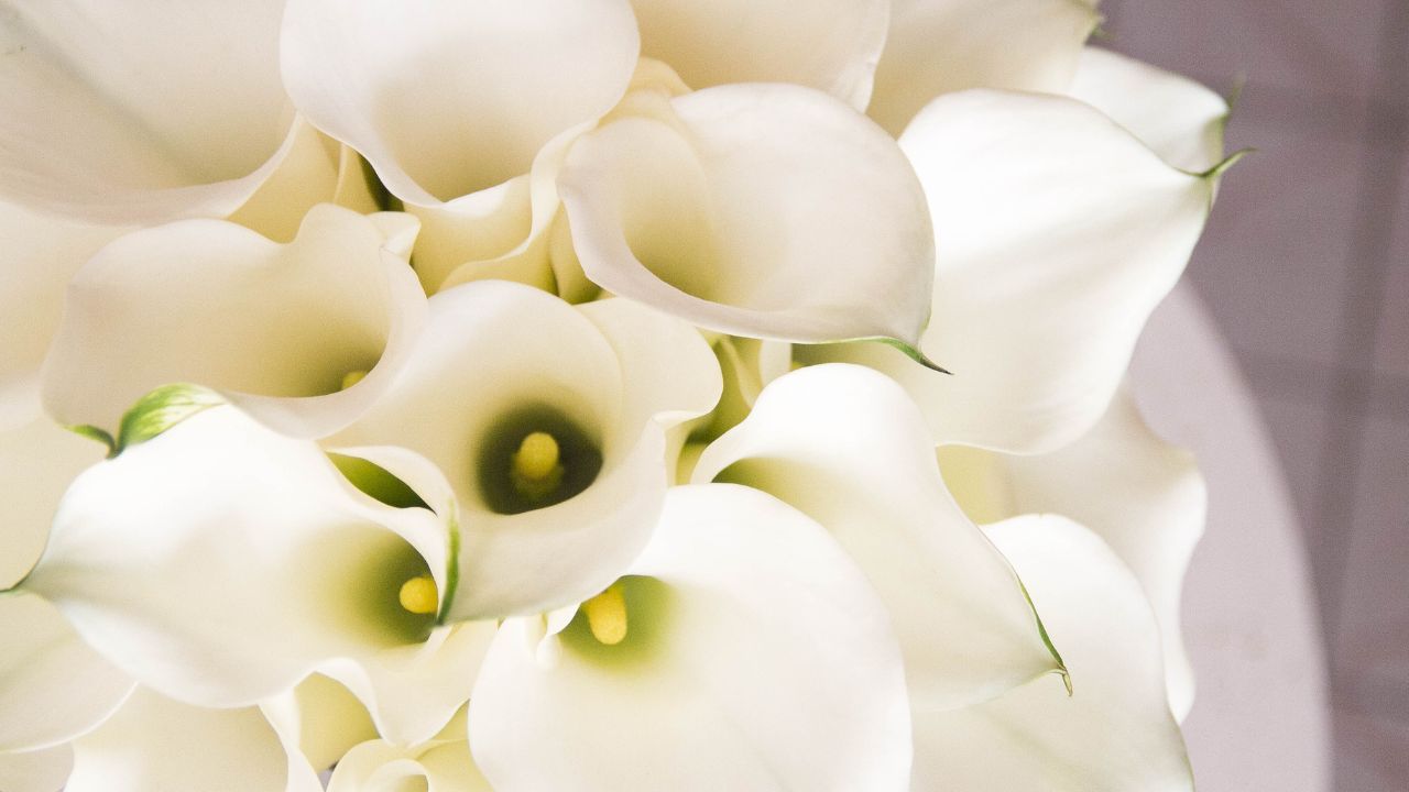 Bukiet ślubny z białych kalii