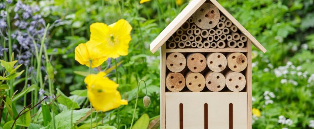 Domek dla owadów wśród kwitnących kwiatów