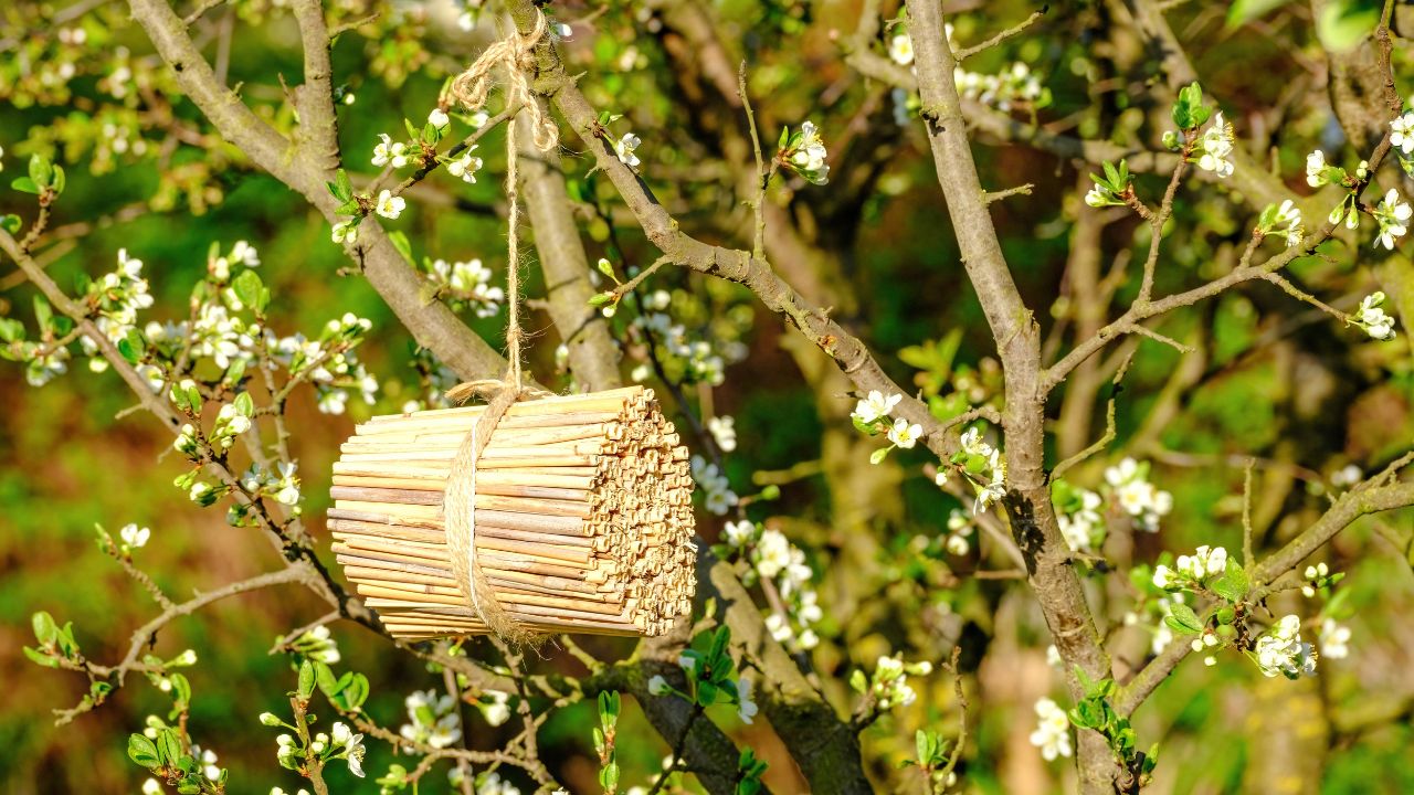 Domek dla owadów możemy wykonać samodzielnie np. ze słomy lub łodyg miskantu