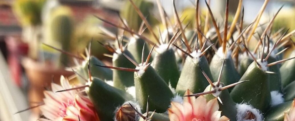 Szklarnia ogrodowa sprawdzi się przy uprawie kaktusów i innych sukulentów